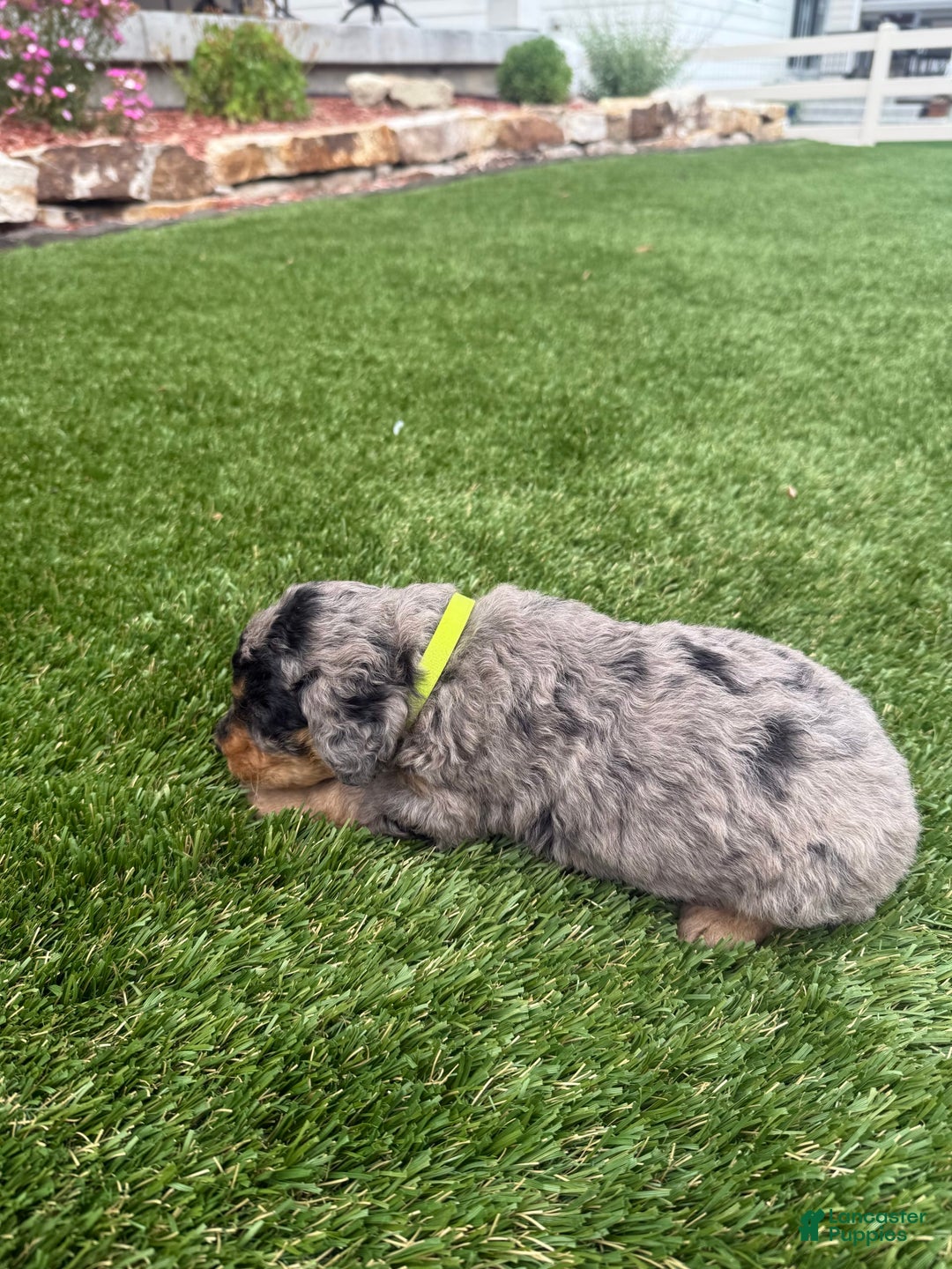 Bernedoodle dogs for sale: 7 - Image 2