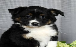 Miniature Australian Shepherd dogs for sale: Amelia - Image 2