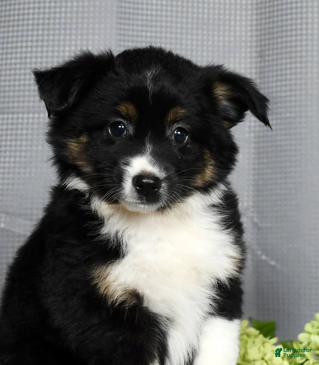 Miniature Australian Shepherd dogs for sale: Amelia - Image 2