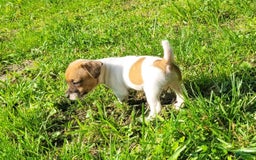 Jack Russell Terrier dogs for sale: Jack Russell Terrier Peppy - Image 3