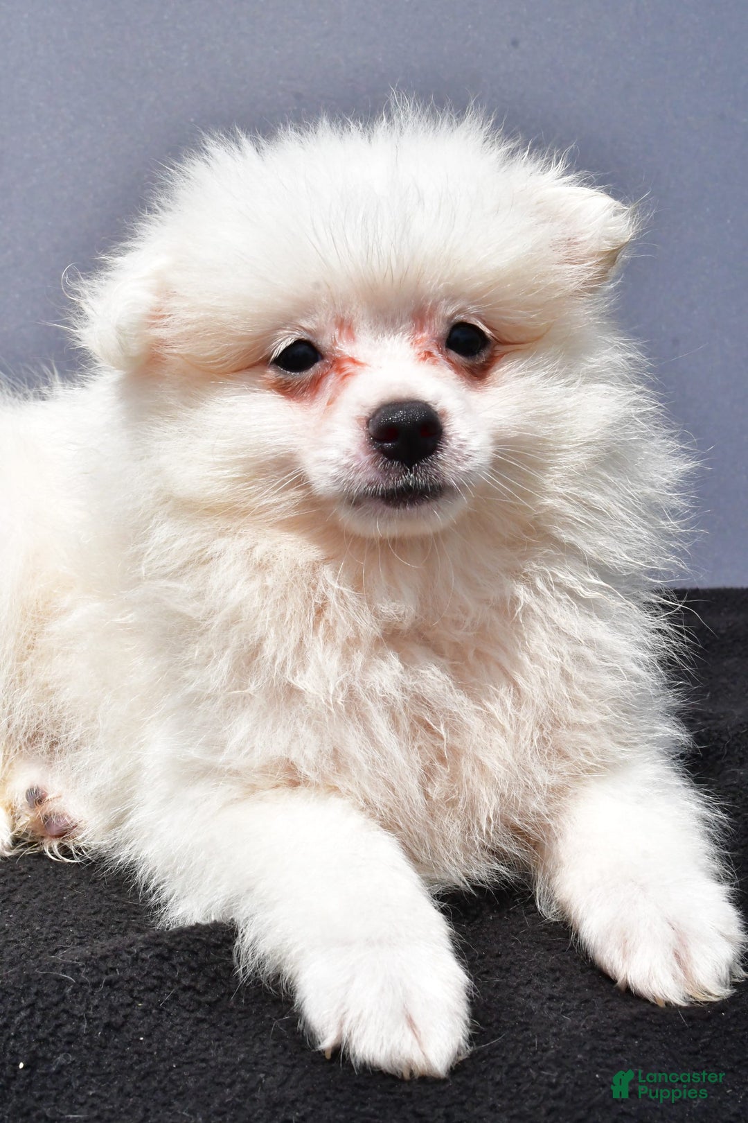 Pomeranian dogs for sale: Issac - Image 2