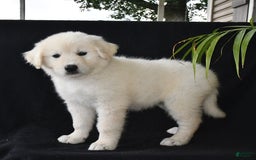 Golden Retriever dogs for sale: Kasey - Image 2