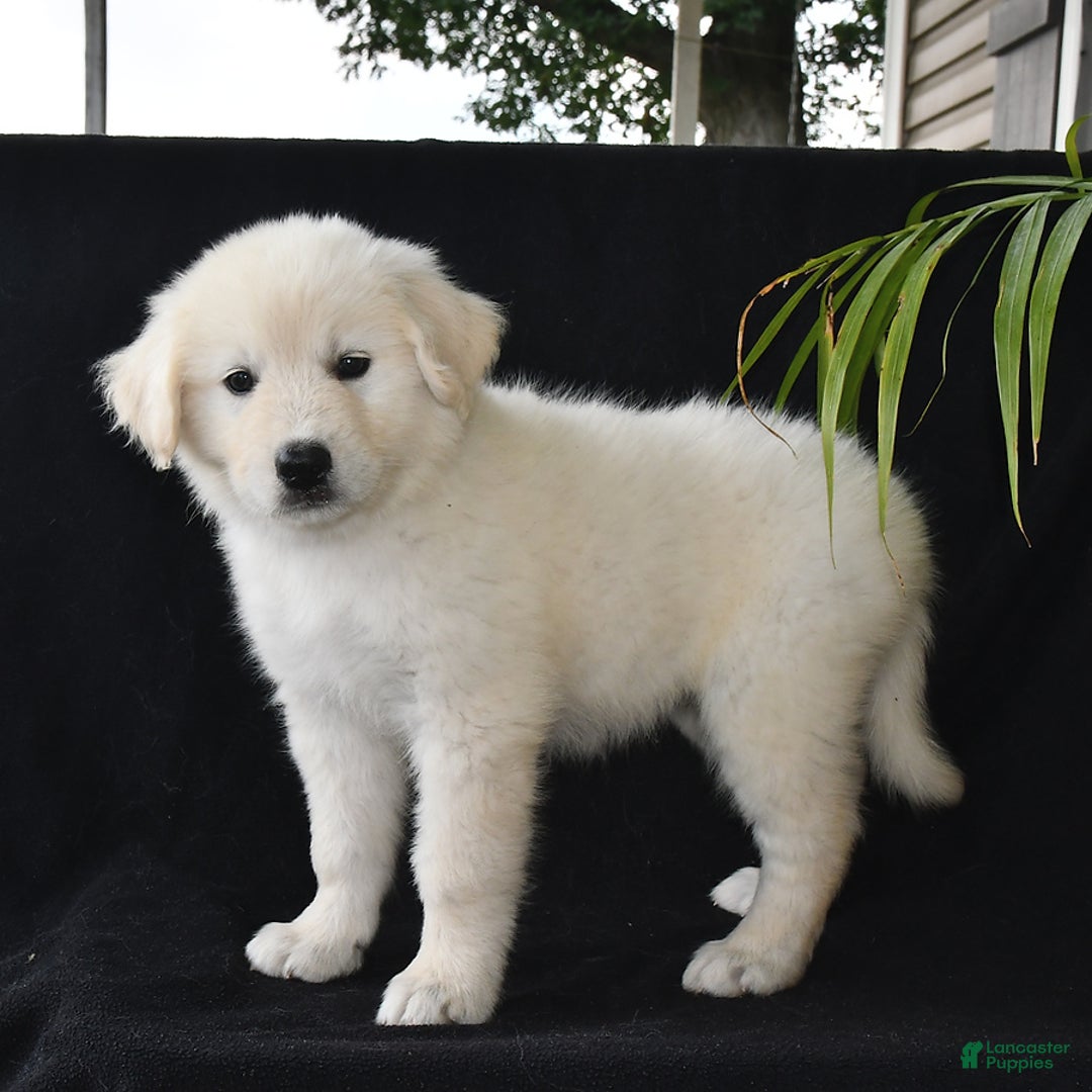Golden Retriever dogs for sale: Kasey - Image 2