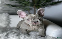 French Bulldog dogs for sale: Hunter - Image 3