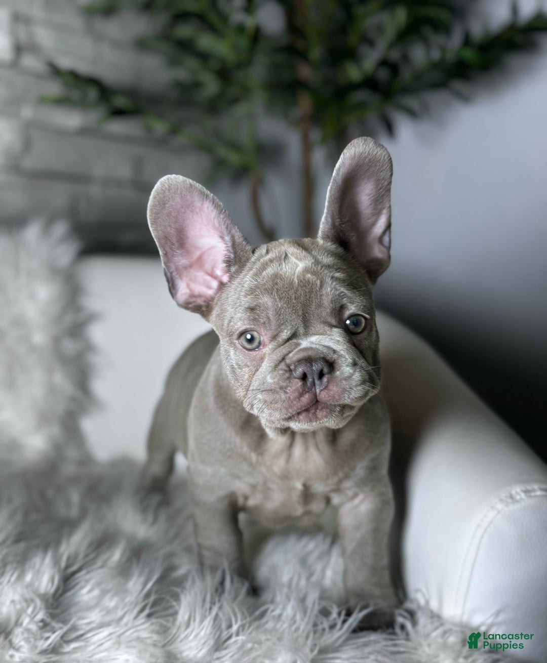 French Bulldog dogs for sale: Hunter - Image 3