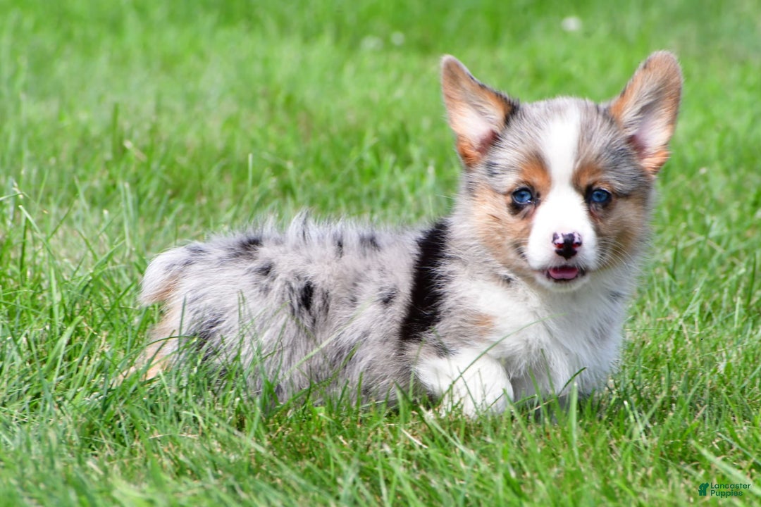 Australian Shepherd dogs for sale: Willow - Image 4