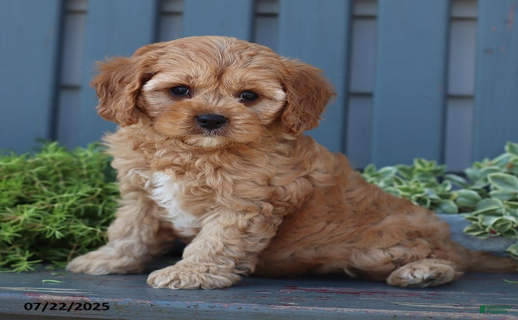 Cavapoo dogs for sale - Ad 1