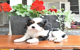 Cavalier King Charles Spaniel dogs for sale: Lola - Image 14