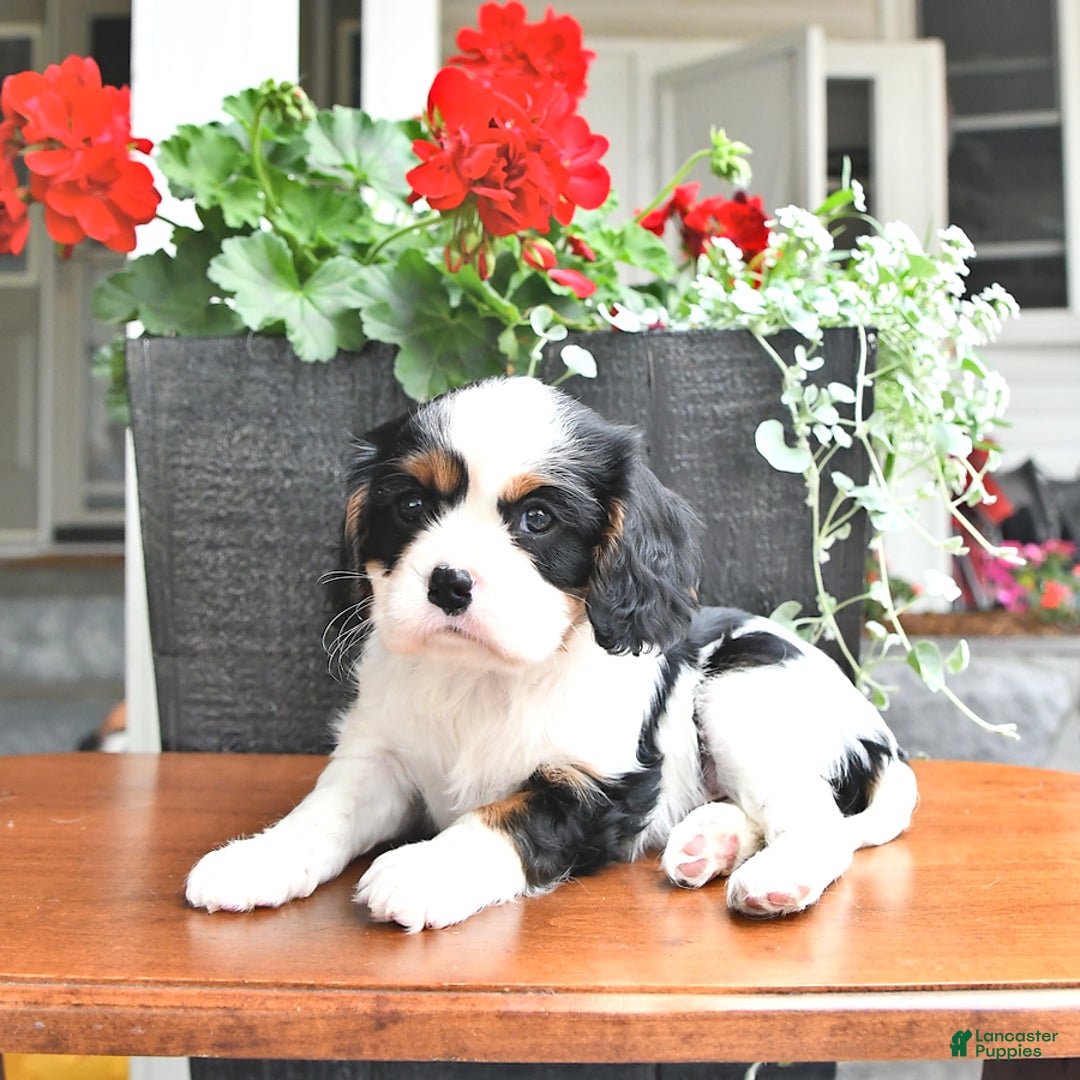 Cavalier King Charles Spaniel dogs for sale: Lola - Image 14