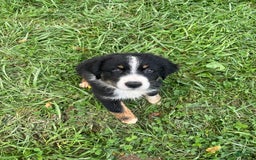 Australian Shepherd dogs for sale: Colby - Image 6