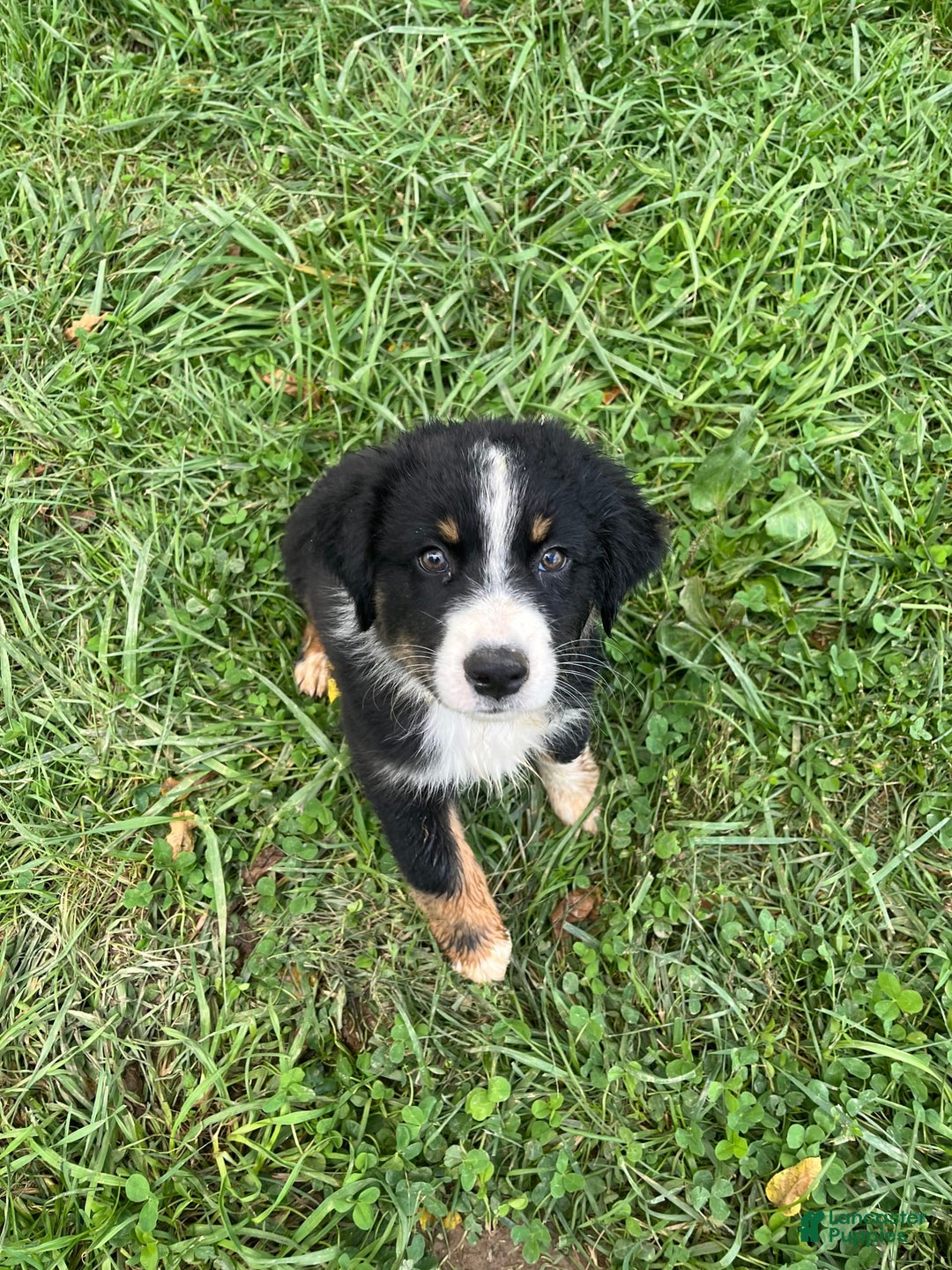 Australian Shepherd dogs for sale: Colby - Image 6