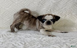 Pug dogs for sale: Phoebe - Image 3