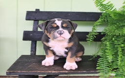 Olde English Bulldogge dogs for sale: Candy - Image 2