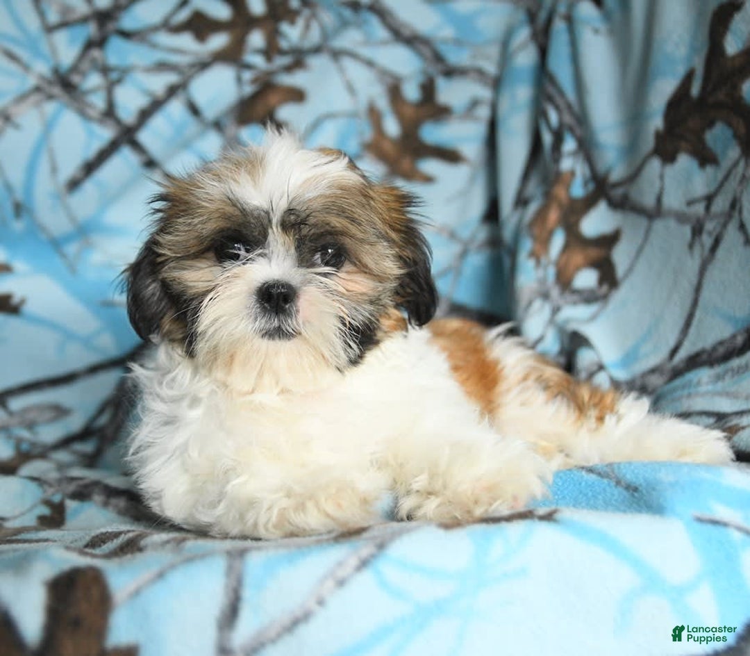 Shih Tzu dogs for sale: Izzy - Image 11