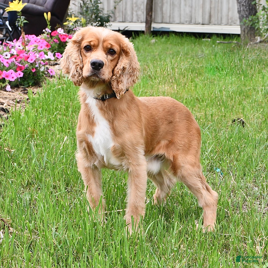 Cocker Spaniel dogs for sale: Krystella - Image 7