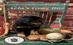 Mini Bernedoodle dogs for sale: Aelas Gray Boy - Image 11