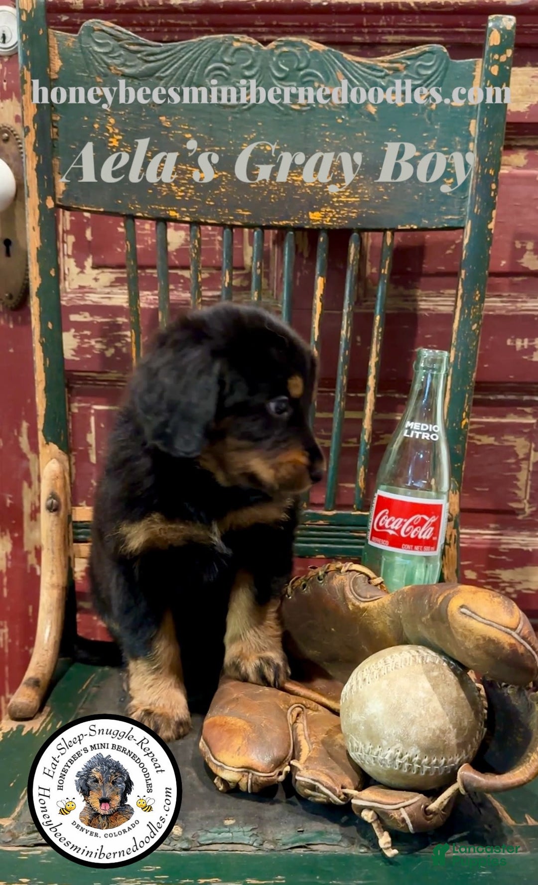 Mini Bernedoodle dogs for sale: Aelas Gray Boy - Image 11