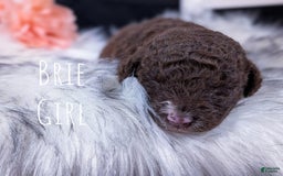 Mini Bernedoodle dogs for sale: Brie - Image 2