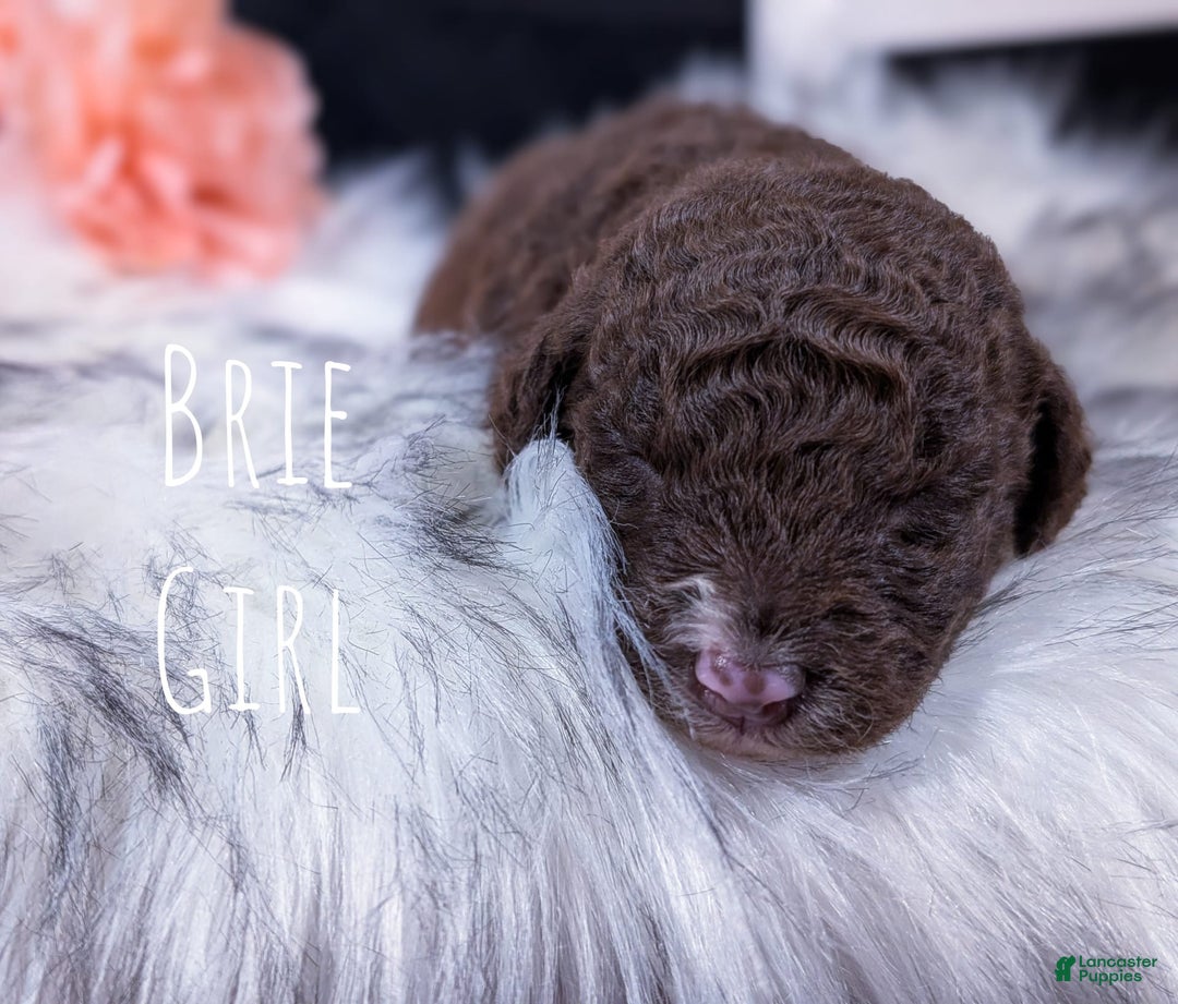 Mini Bernedoodle dogs for sale: Brie - Image 2