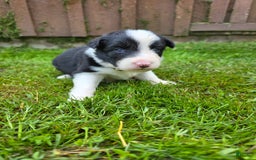 Border Collie dogs for sale: Bandit - Image 4