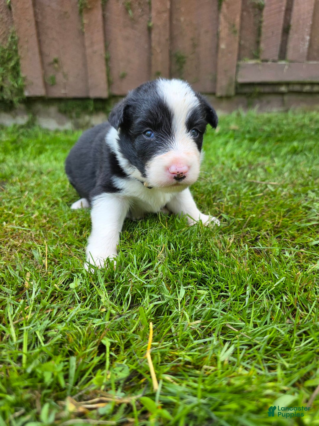 Border Collie dogs for sale: Bandit - Image 4