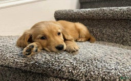 Golden Retriever dogs for sale: Golden Retriever 9 puppies - Image 4