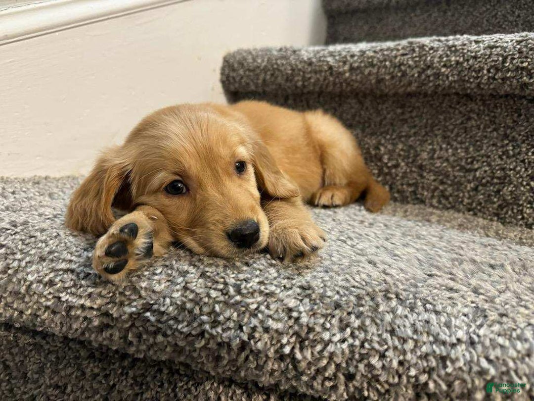 Golden Retriever dogs for sale: Golden Retriever 9 puppies - Image 4