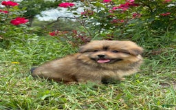 Yorkshire Terrier dogs for sale: Berry - Image 3