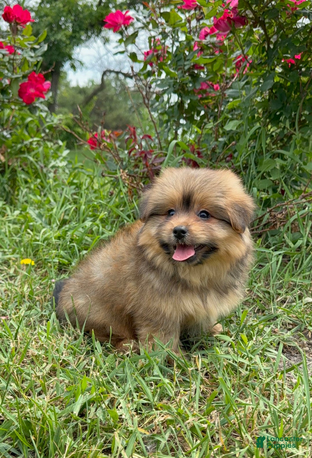 Yorkshire Terrier dogs for sale: Berry - Image 3