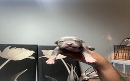 American Bully dogs for sale: Rosey - Image 8