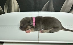 American Bully dogs for sale: Rosey - Image 1