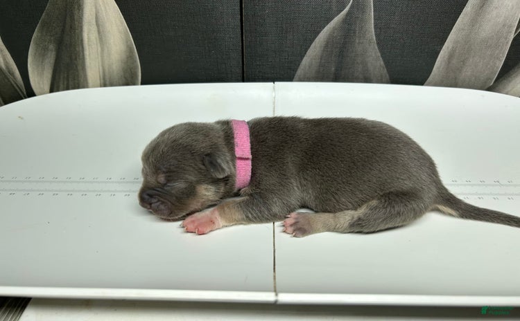 American Bully dogs for sale - Ad 2