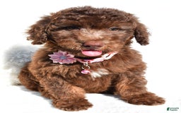 Mini Aussiedoodle dogs for sale: Espresso - Image 6