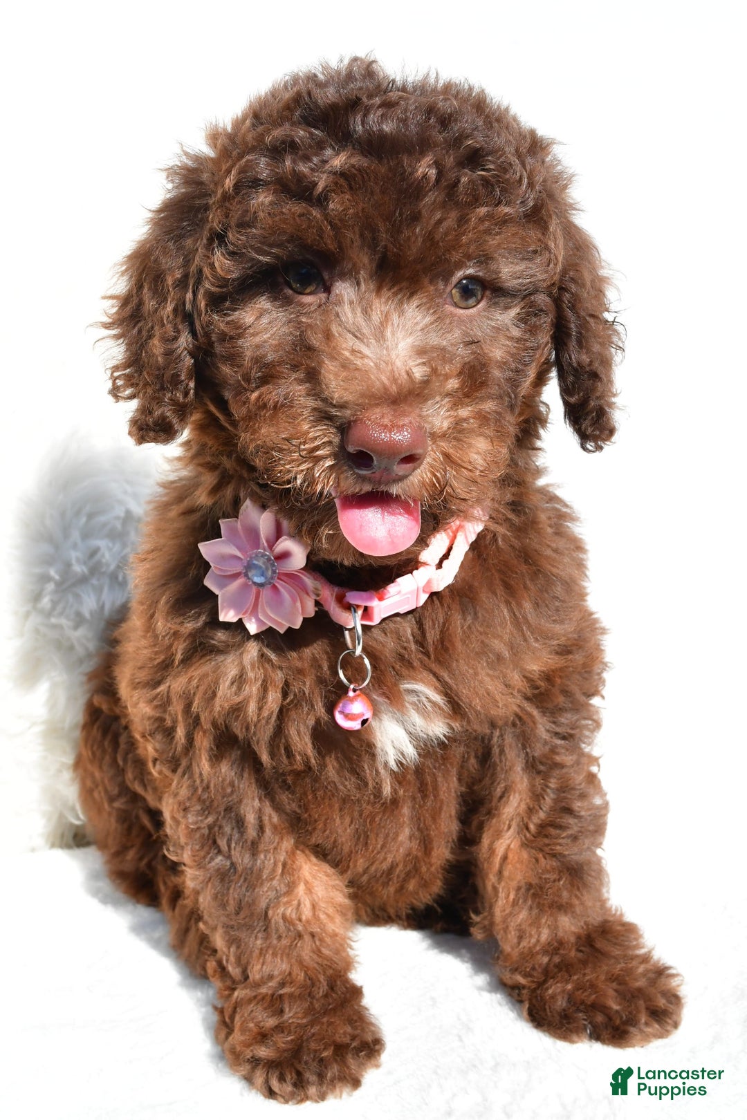 Mini Aussiedoodle dogs for sale: Espresso - Image 6