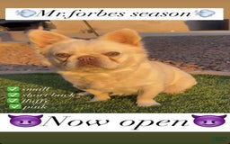 French Bulldog dogs for sale: Khaleesi - Image 7