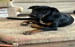 Great Dane dogs for sale: Stella - Image 7