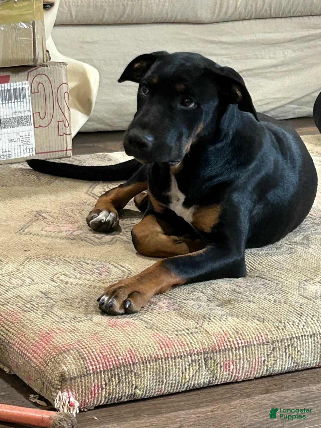 Great Dane dogs for sale: Stella - Image 7