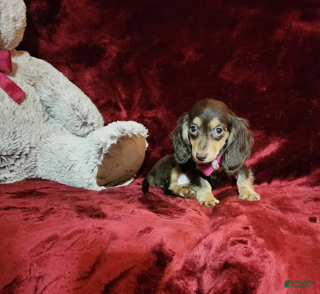 Miniature Dachshund dogs for sale: KISSES - Image 7