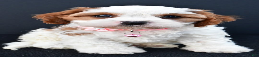 Annabell