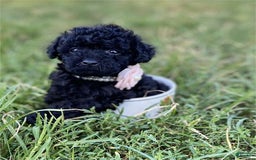 Toy Poodle dogs for sale: Princess - Image 1