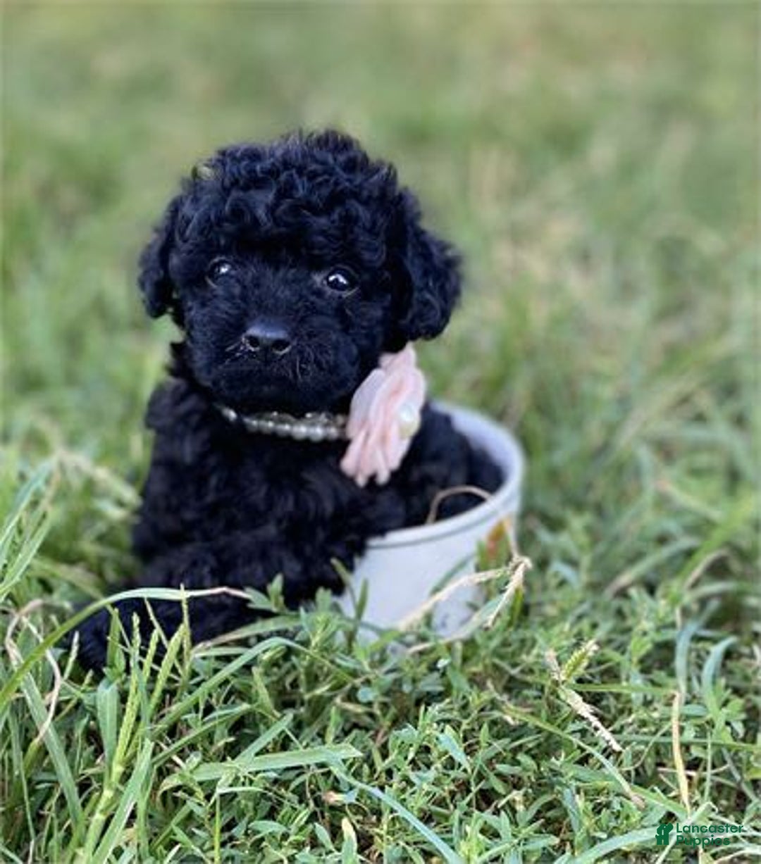 Toy Poodle dogs for sale: Princess - Image 1