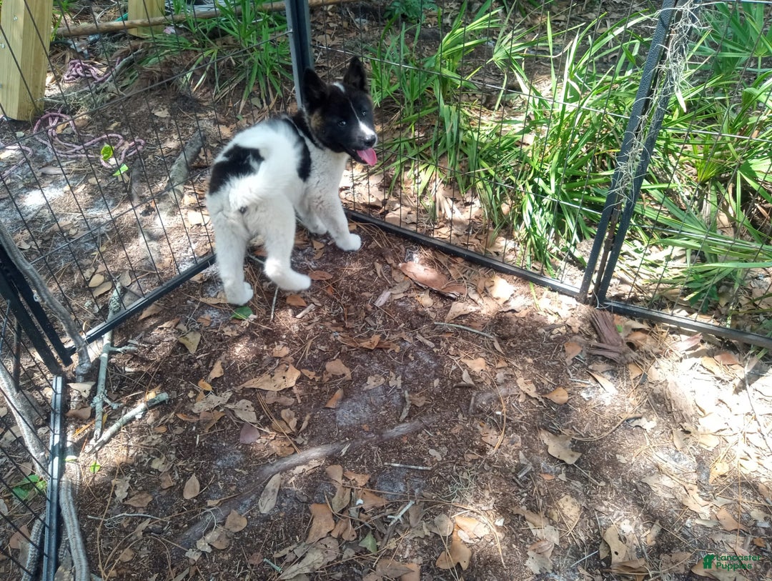 categoriesInfo:categoryAttributeOptions.pets.dogs.breed.akita dogs for sale: Pocahontas - Image 4