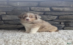 Australian Shepherd dogs for sale: Reese - Image 2