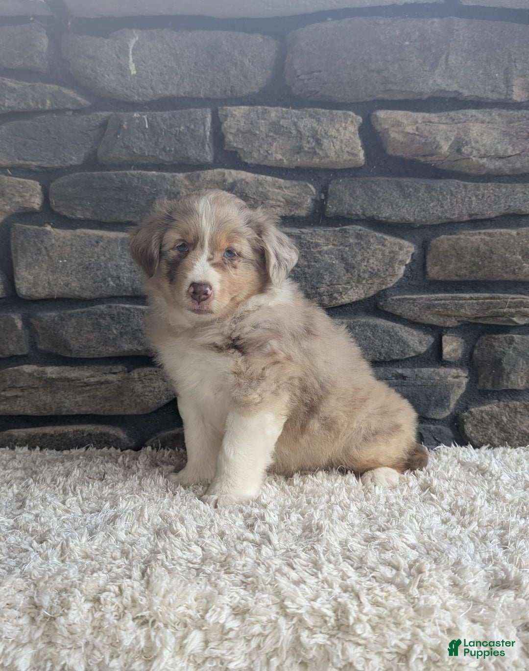 Australian Shepherd dogs for sale: Reese - Image 2