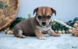 Chihuahua dogs for sale: Noggin - Image 2