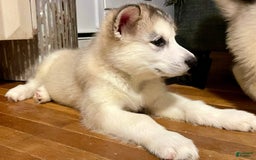 Alaskan Malamute dogs for sale: Denali - Image 10