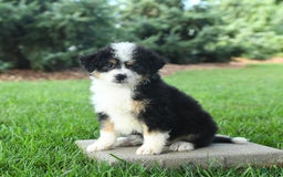 Mini Bernedoodle dogs for sale: Paris - Image 1
