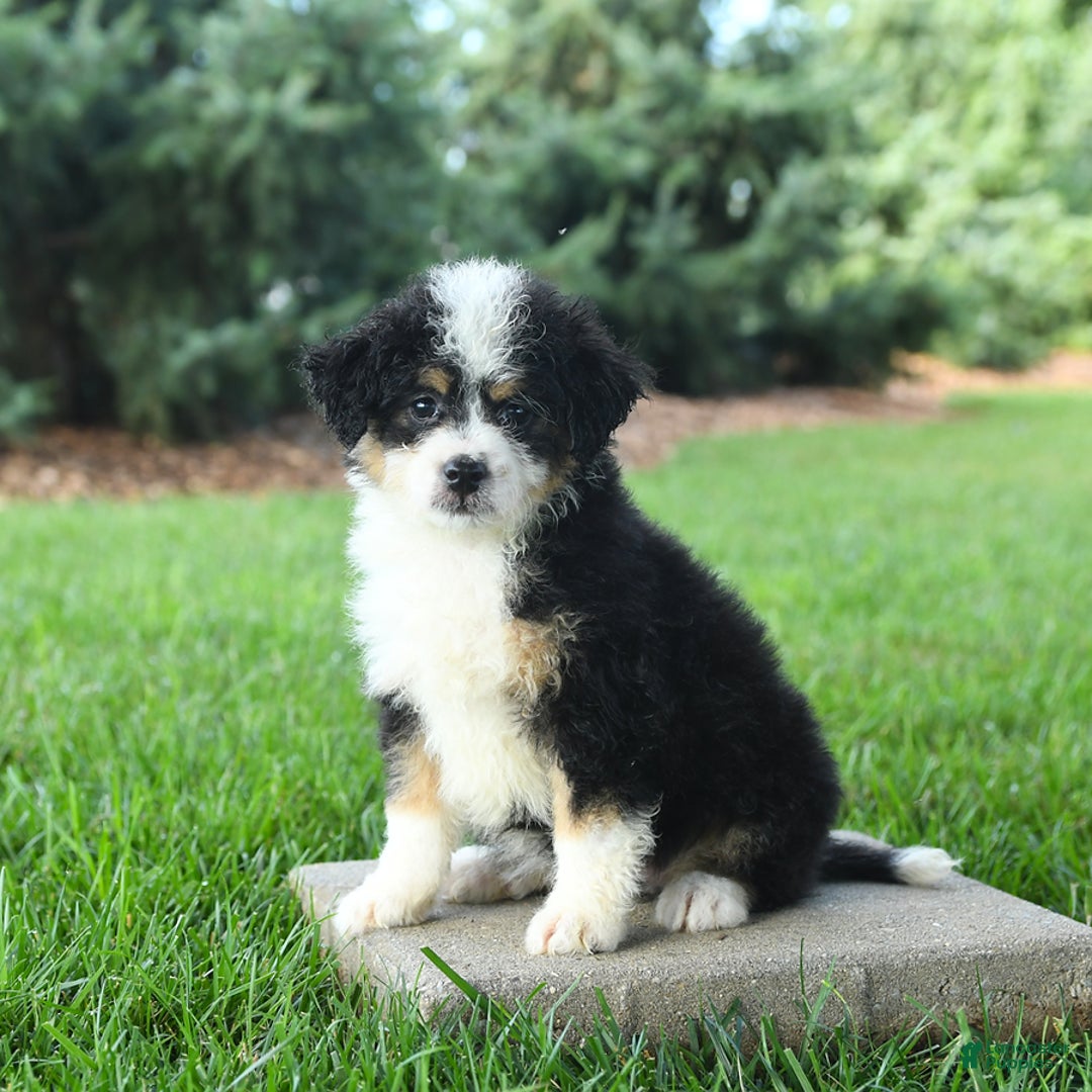 Mini Bernedoodle dogs for sale: Paris - Image 1