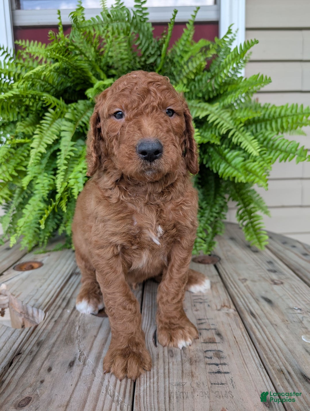 Goldendoodle dogs for sale: Cash - Image 16
