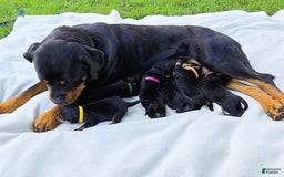 Rottweiler dogs for sale: Rex - Image 11